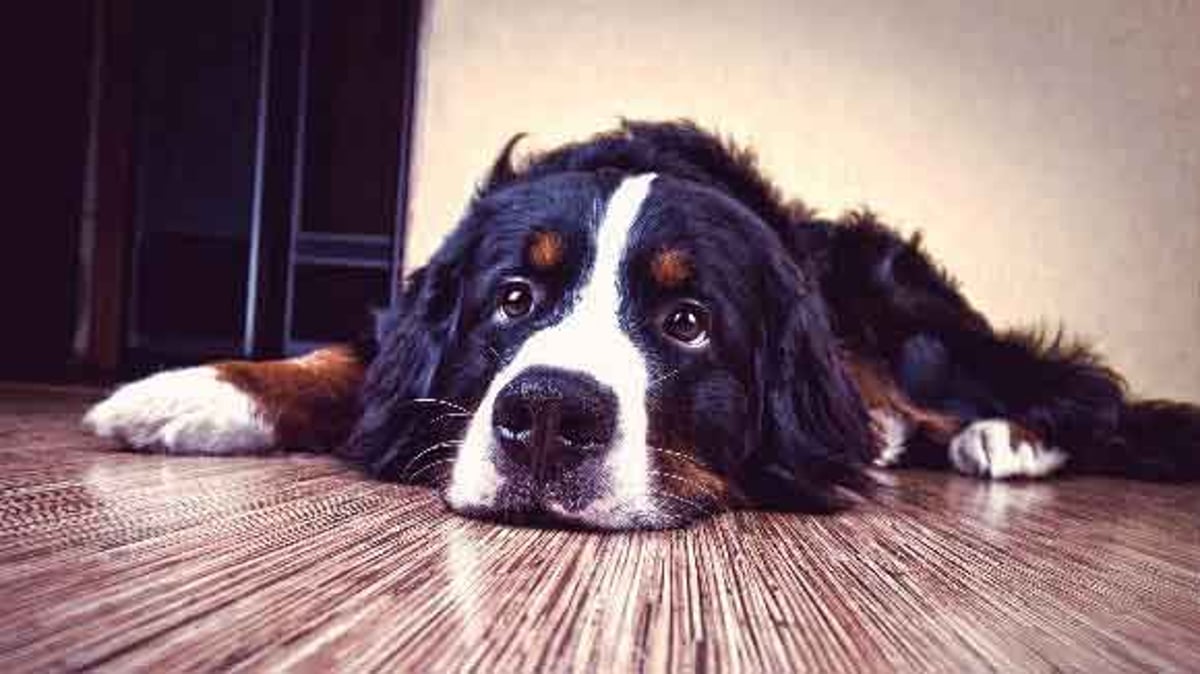 Thyroid Problems In Dogs A Guide To Hypothyroidism Petcarerx