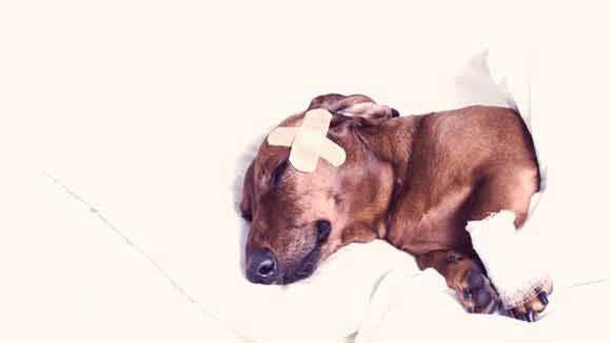 Helpful Tips For Managing Wounds In Veterinary Patients