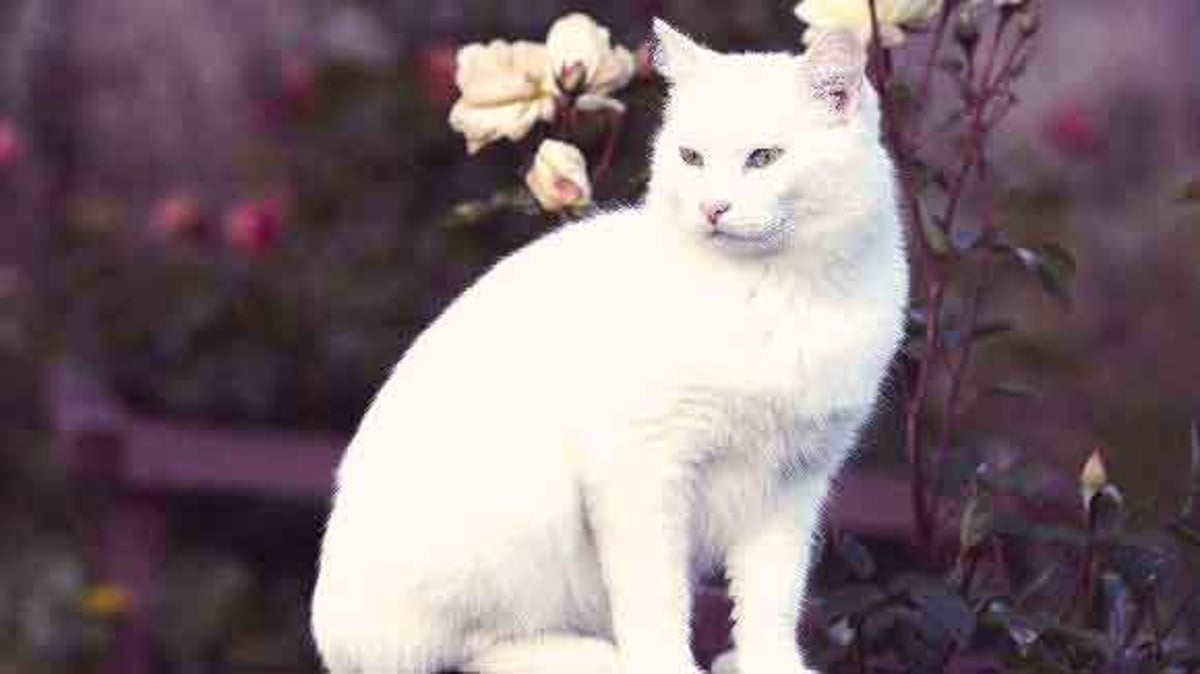 Why Are Some White Cats Deaf 5 Things You Didn T Know Petcarerx