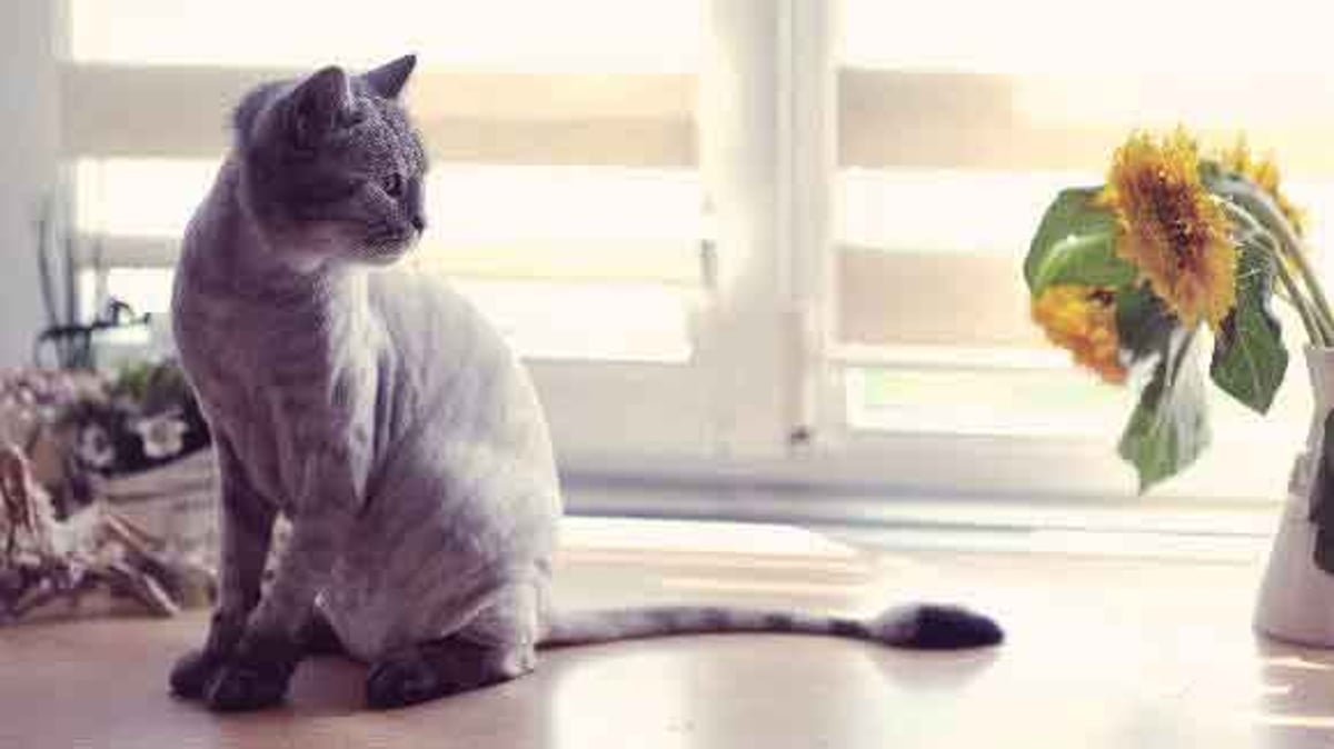financieel Aan boord vrede Useful Anti-Matting Cat Hair Cuts | PetCareRx