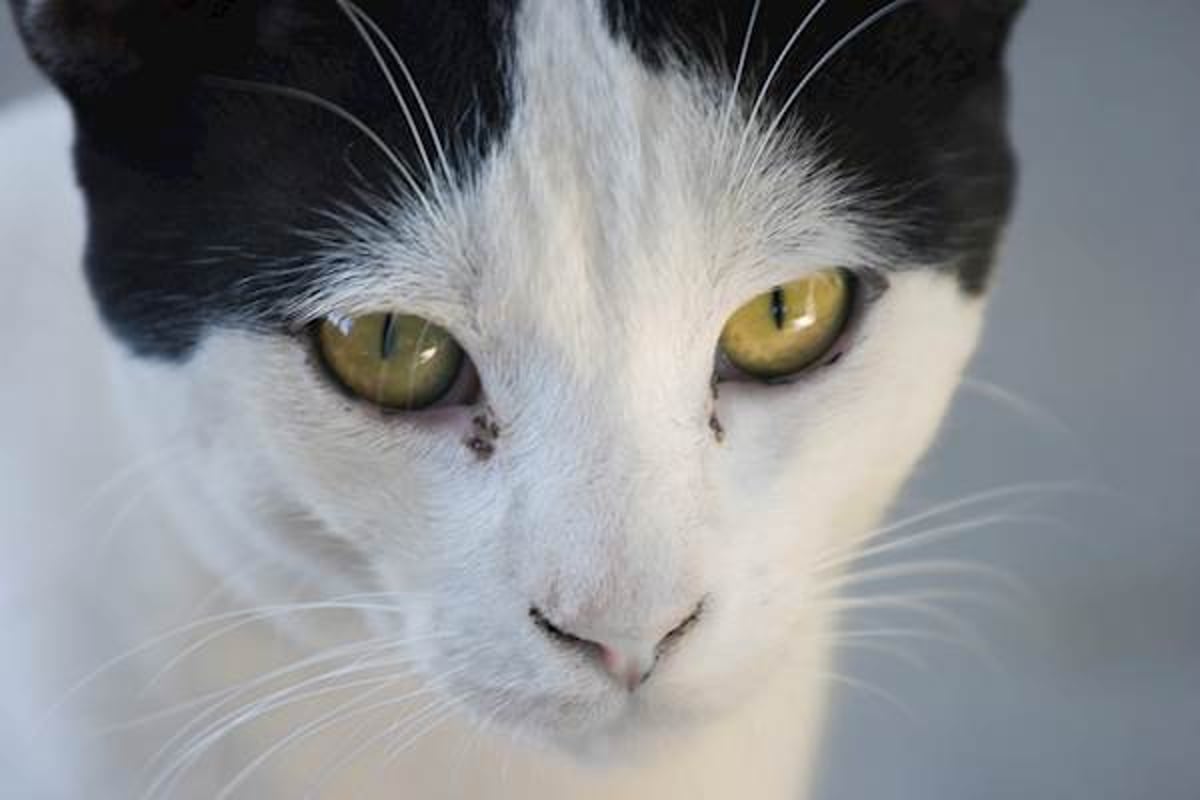 cat eye leaking clear liquid