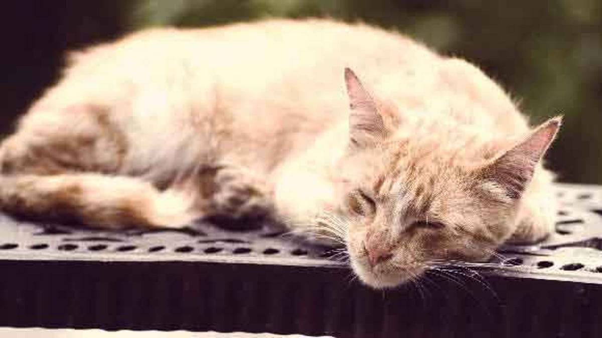 Cat breeds: Top Seven Cat Breeds: See List