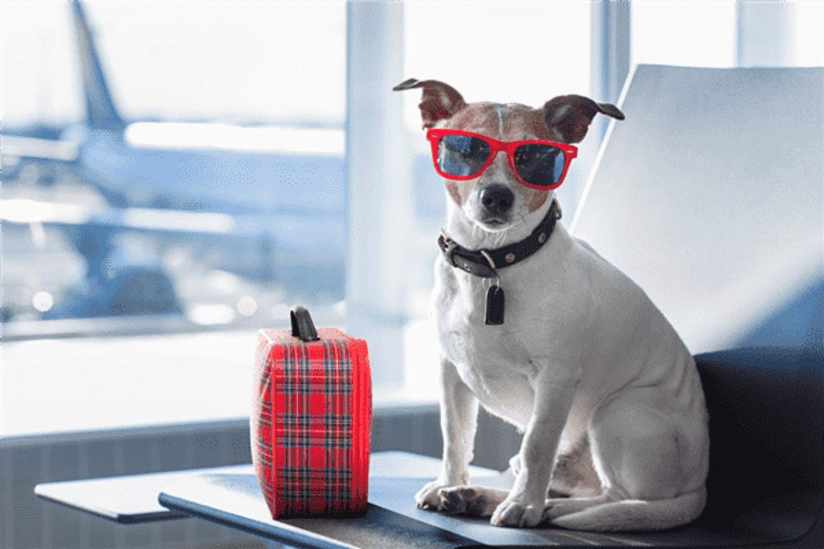 Airplane Small Dog Collar