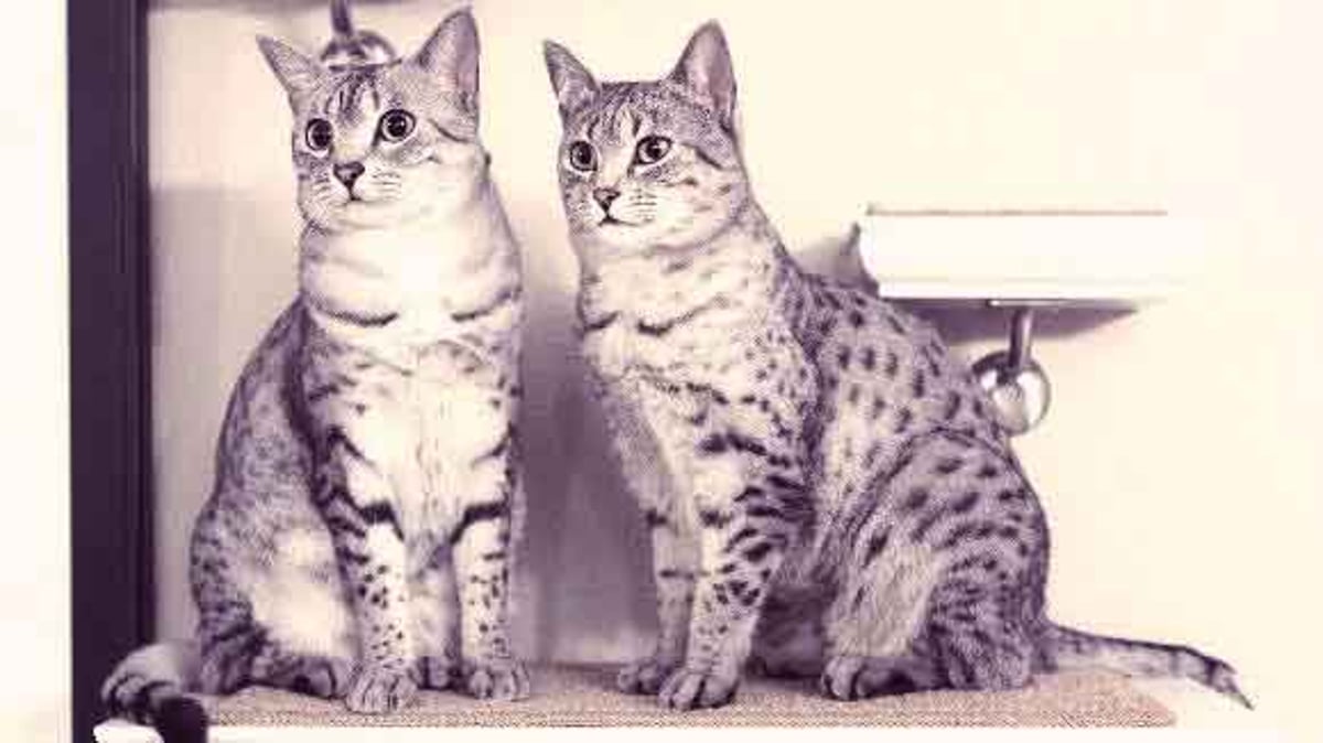 Breeds Of Spotted Cats Petcarerx