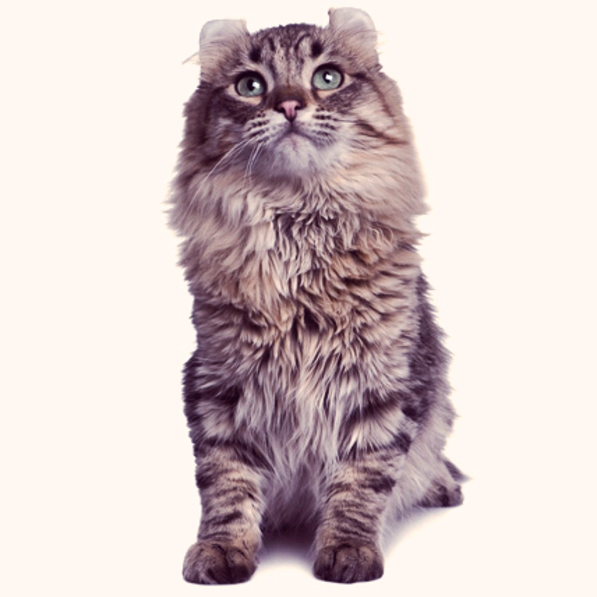 Meet the Rare and Cuddly American Curl Cat | PetCareRx