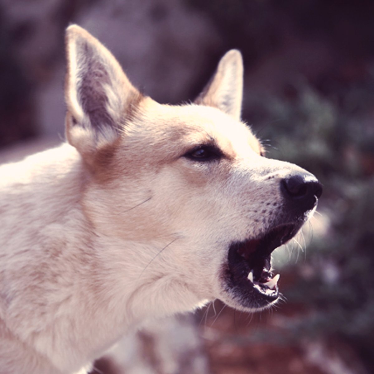 Are Canaan Dogs Good Family Pets