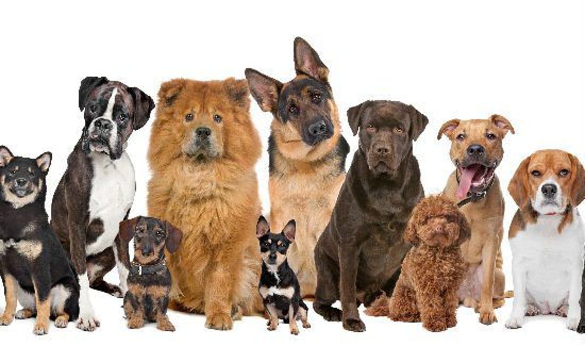 Most sold best sale dog breeds