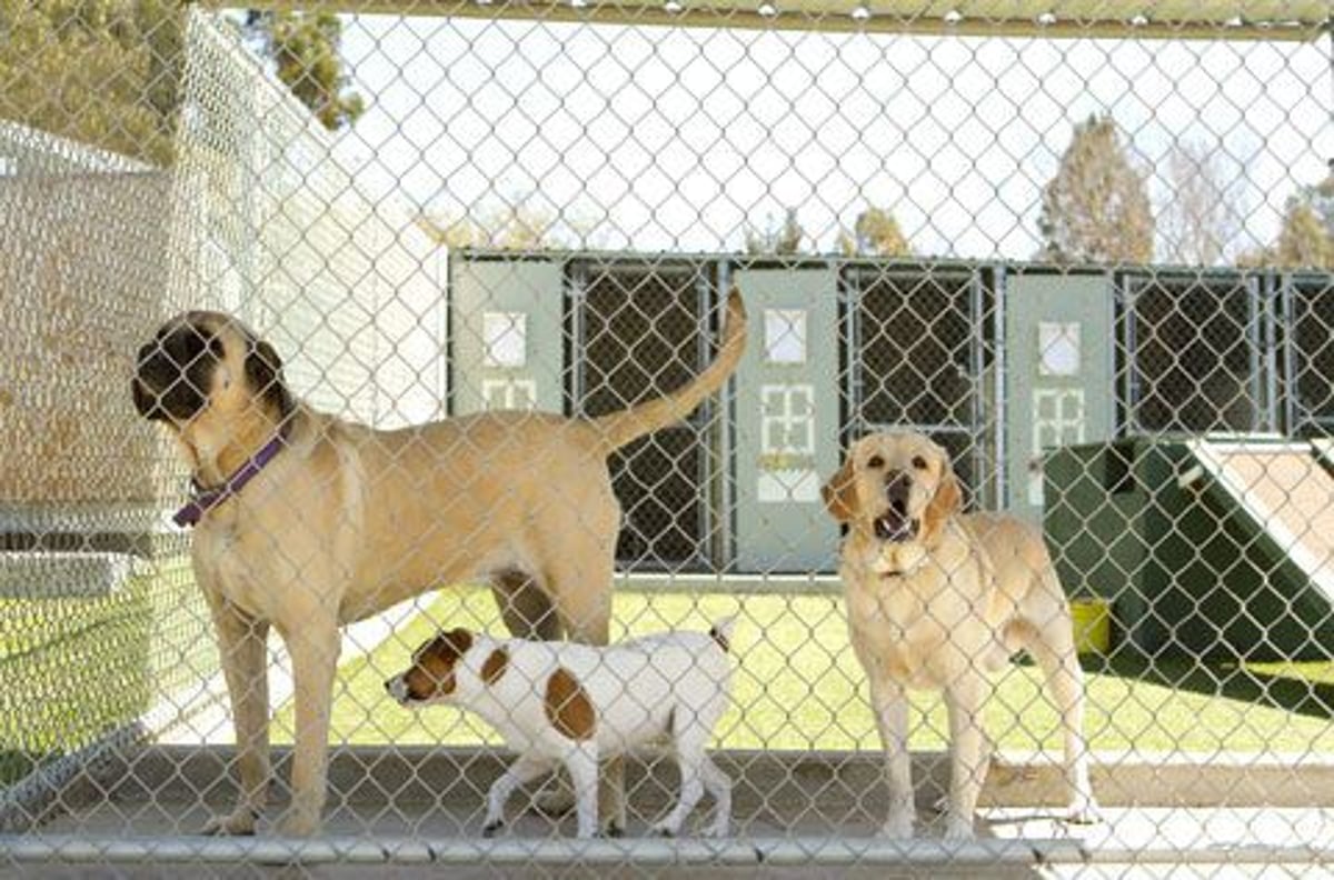 Good discount dog kennels