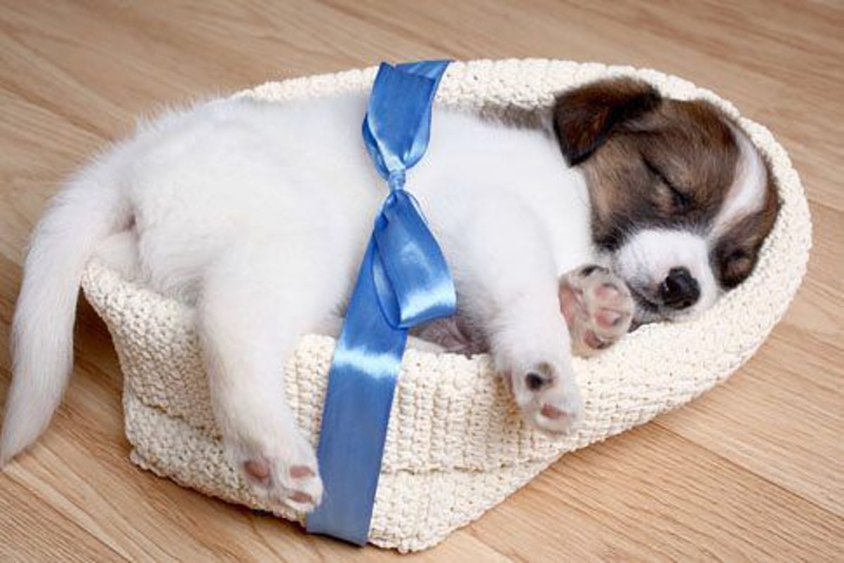 Should You Give a Pet as a Gift? Ask Yourself These 6 Questions