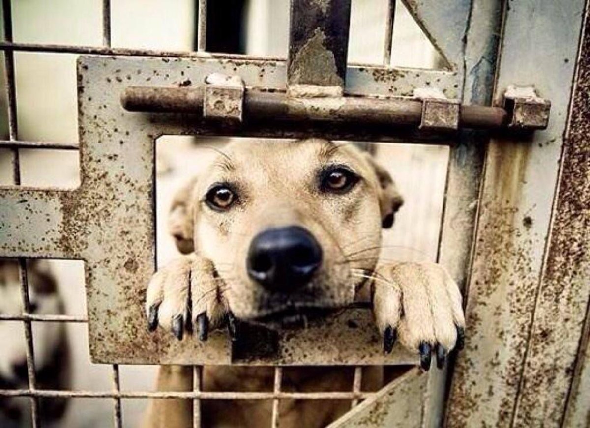 10,000 Killed for Yulin Dog Meat Festival - Share to Stop The Insanity |  PetCareRx