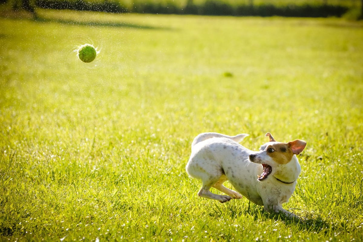 Diet Plan for a Hyperactive Dog PetCareRx