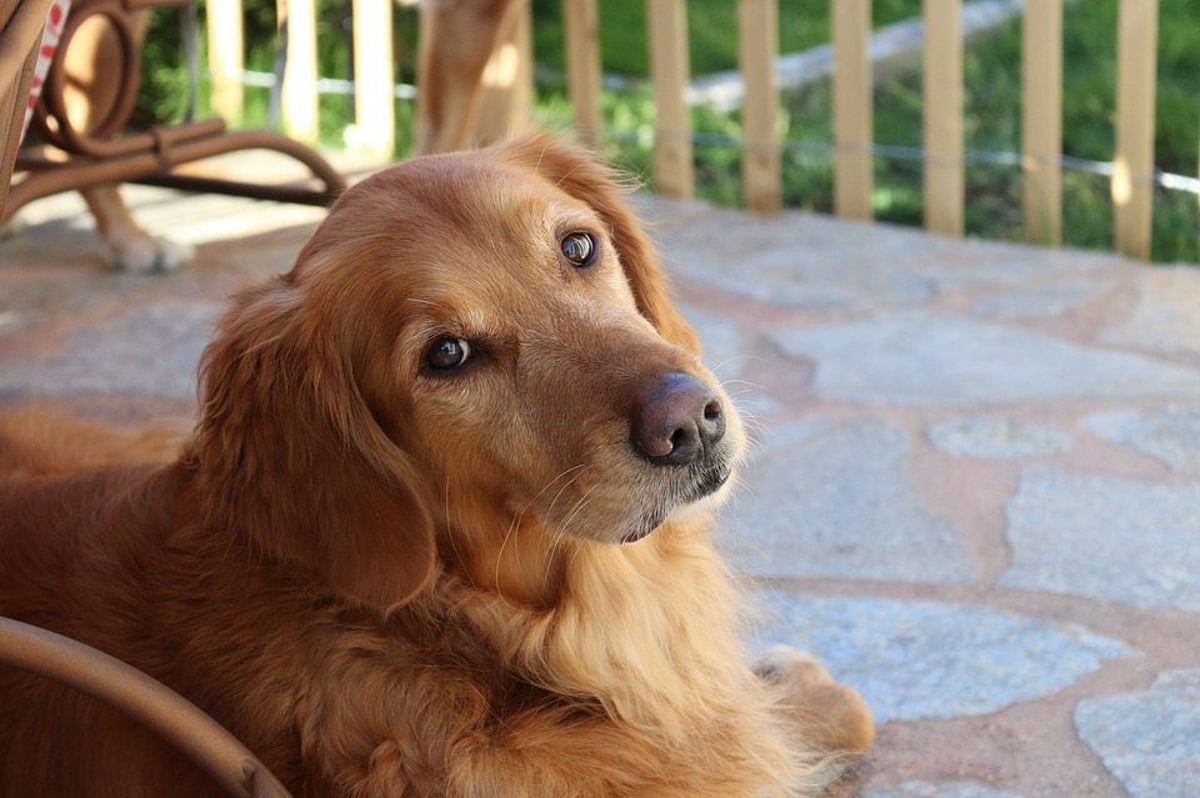 10 Things Only Golden Retriever Owners Can Relate To Petcarerx