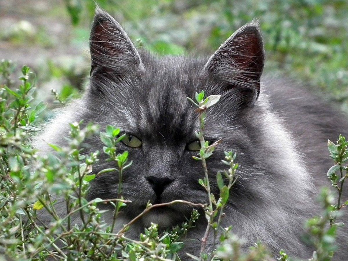 Good food clearance for older cats