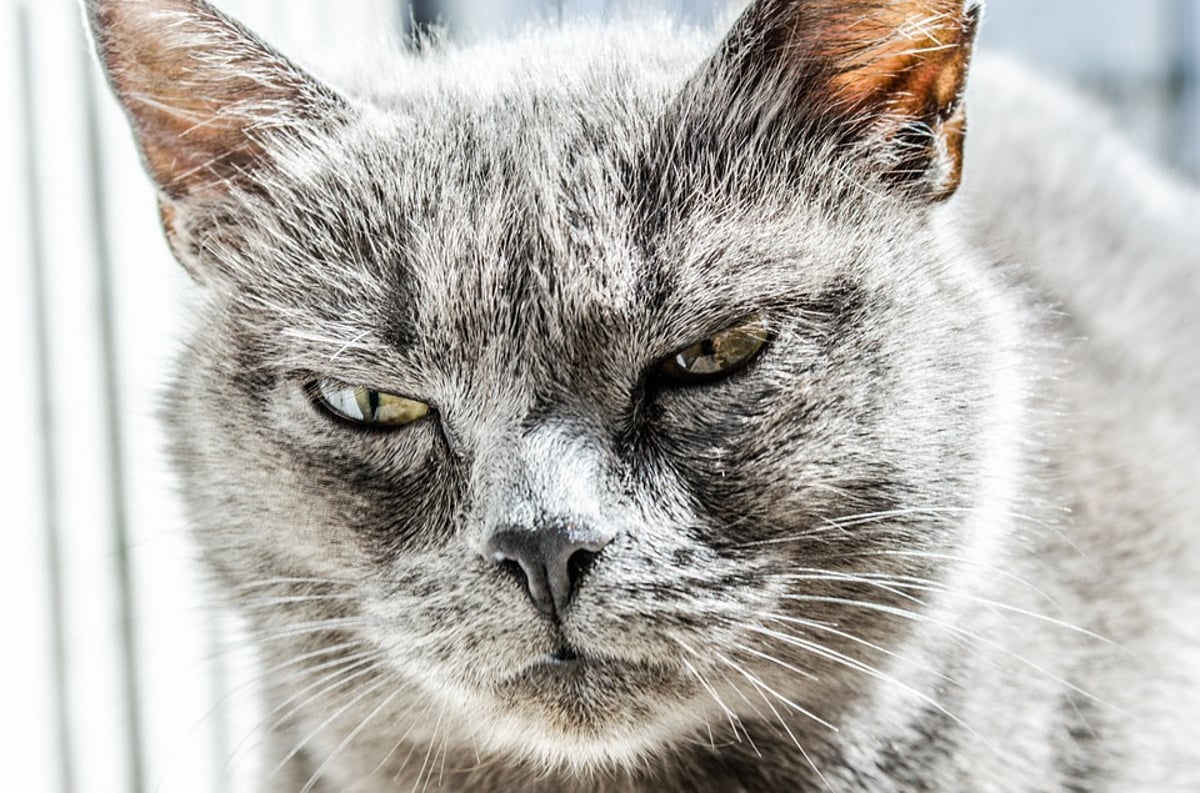 How To Treat Cat Scratches At Home | PetCareRx