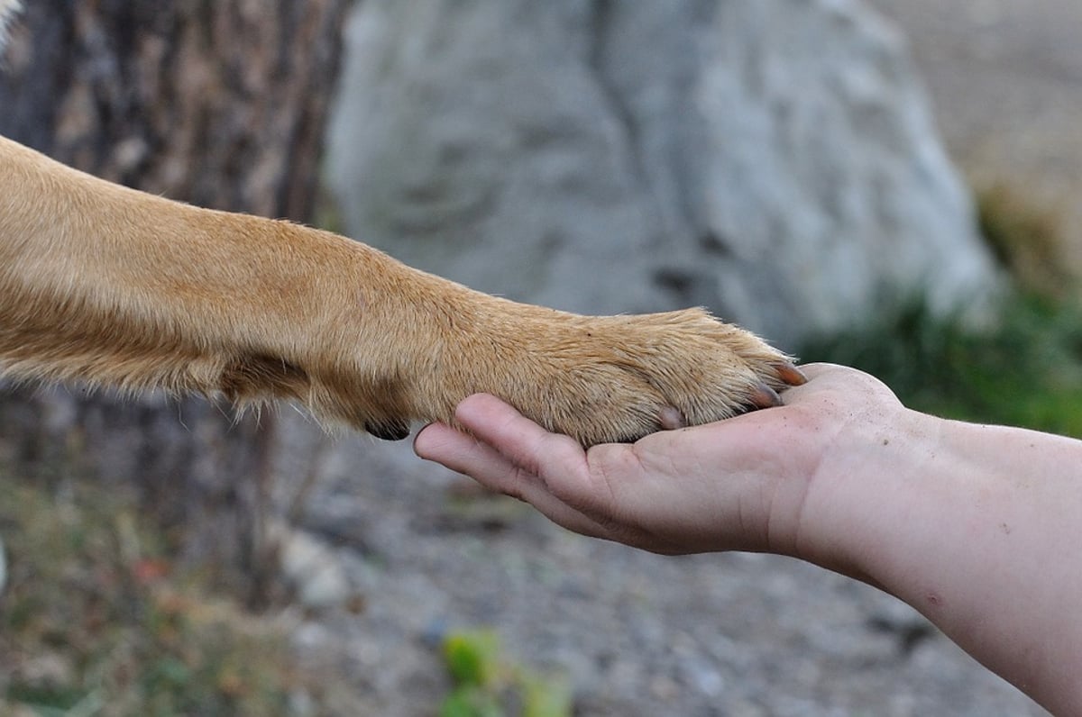 Best way to on sale bandage a dog's paw