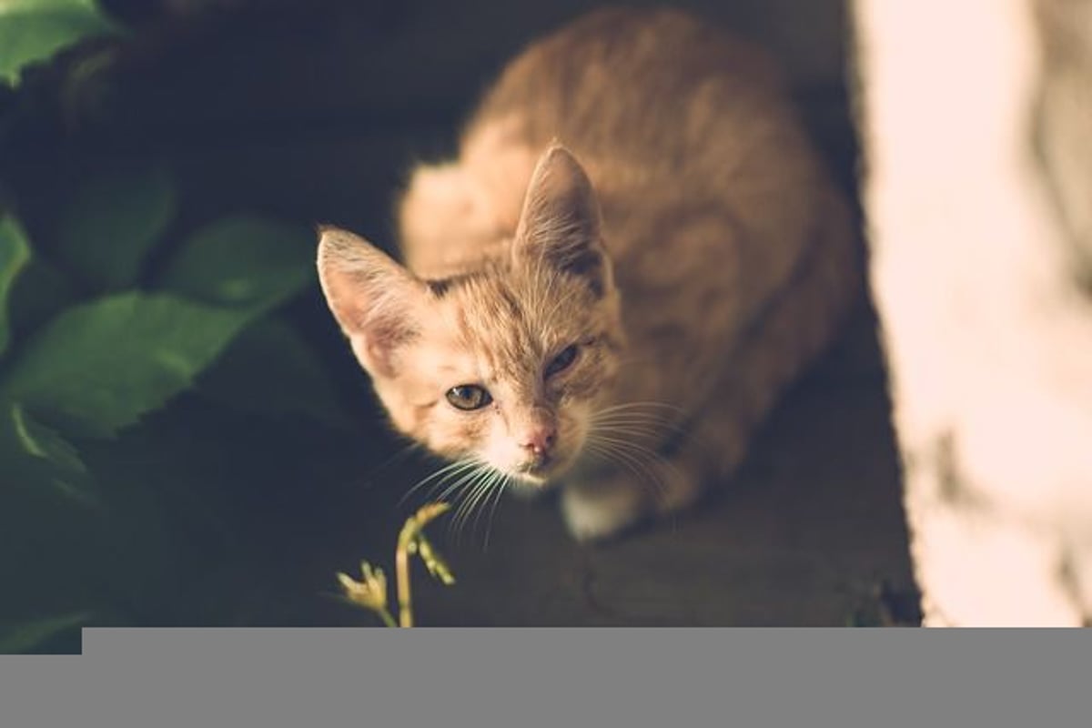 Cat insect shop bites treatment