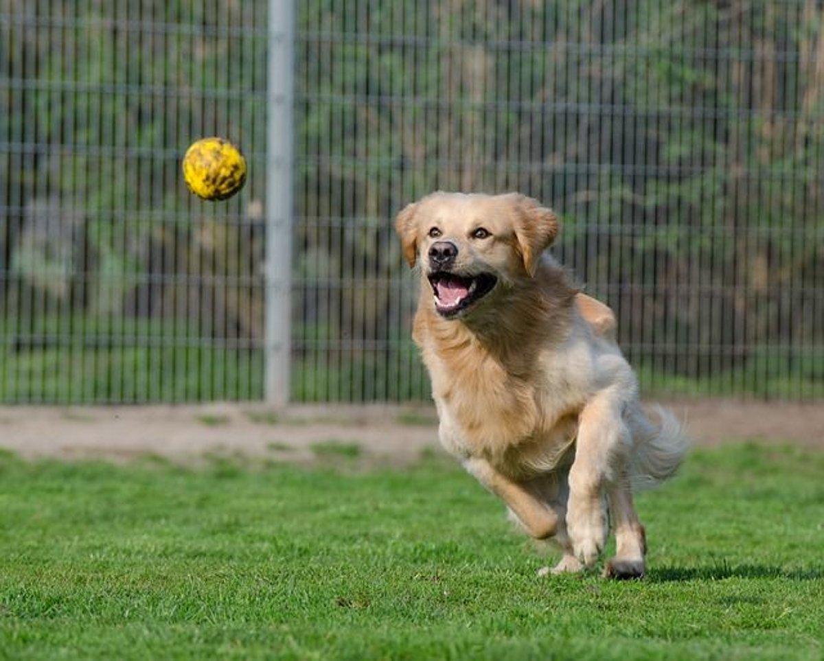 Teaching your dog to best sale play fetch