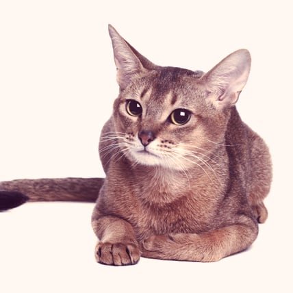 Abyssinian cats photo