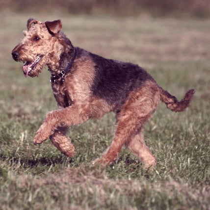 Airedale terrier running online