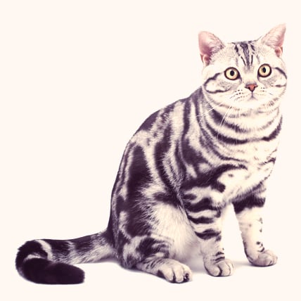 American Shorthair cat photo