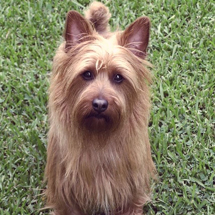 Australian Terrier photo