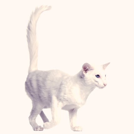 Balinese cat photo