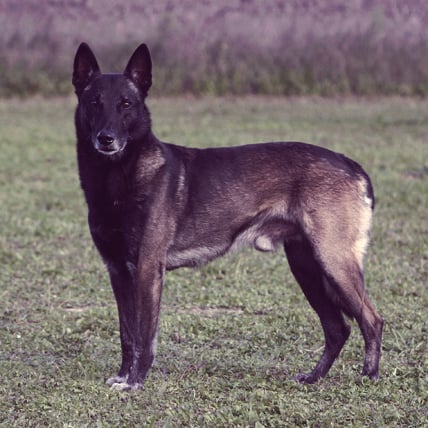 Belgian Shepherd photo