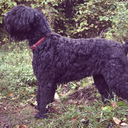 Black Russian Terrier photo