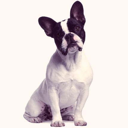 Blue buffalo for boston terriers top