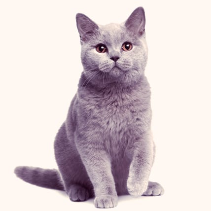 British Shorthair cat photo