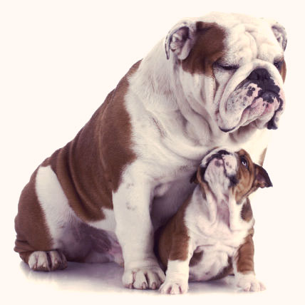English Bulldog Image