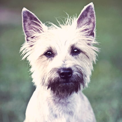 Cairn Terriers photo