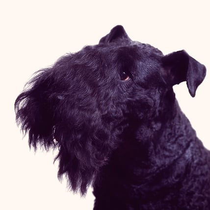Cesky Terrier photo