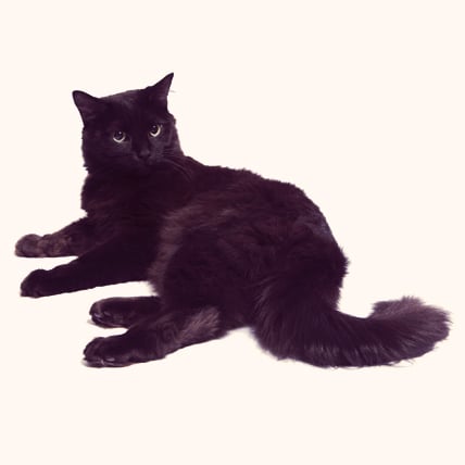 Chantilly-Tiffany cat photo