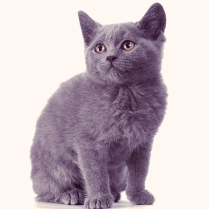 Chartreux cats photo