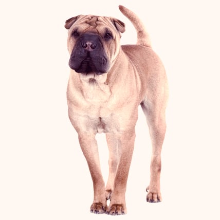 Chinese Shar pei photo