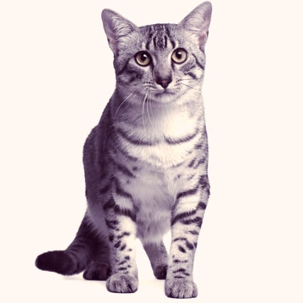Egyptian Mau cat photo