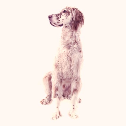 English Setters photo