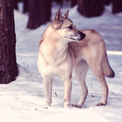 Finnish Spitz dog photo
