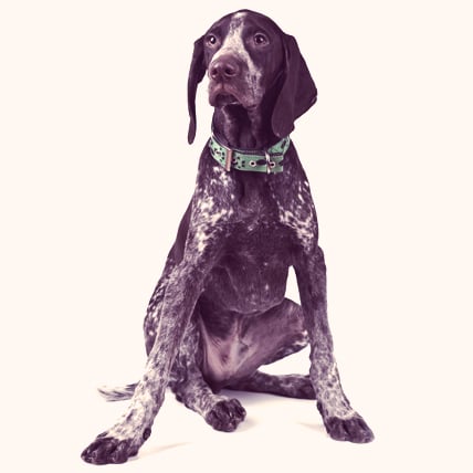 German Shorthaired Pointers photo