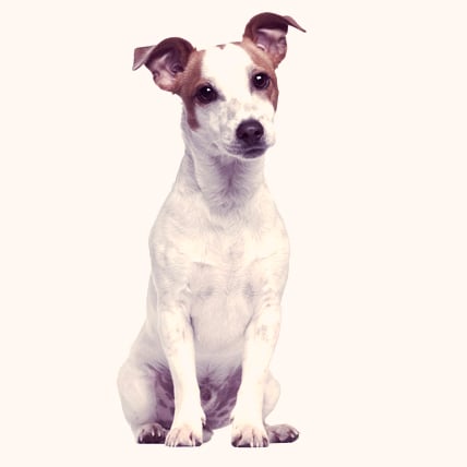 Jack Russell Terrier: A Breed and Owner's Guide