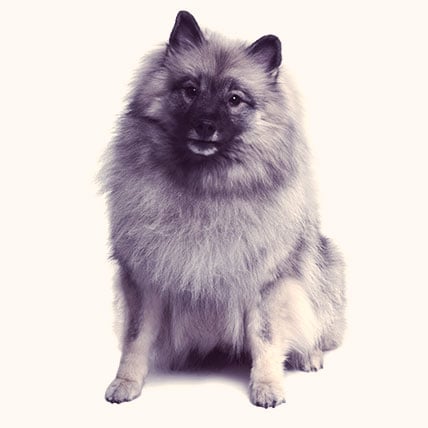 Keeshond dog photo