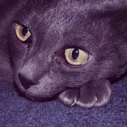 Korat cat photo