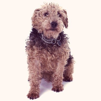 Lakeland Terriers photo