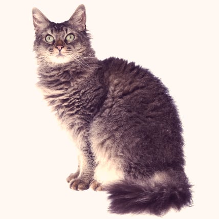 Laperm hypoallergenic cats sales