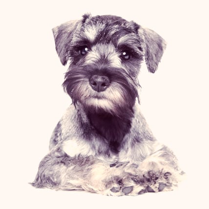 Learn About The Miniature Schnauzer Dog Breed From A Trusted Veterinarian