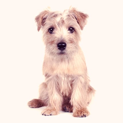 Norfolk terrier puppies for best sale sale price