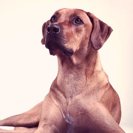Rhodesian Ridgeback Complete Breed and Owner s Guide PetcareRx