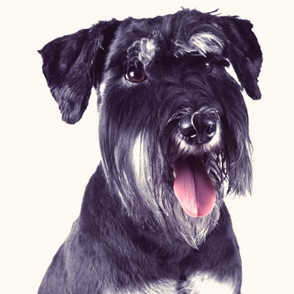 Schnauzer photo