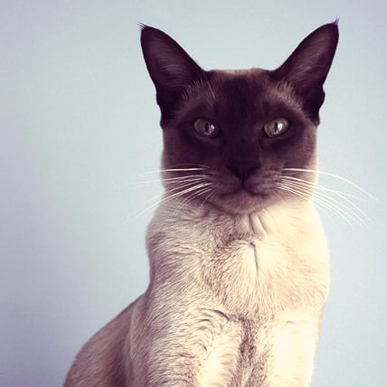 Tonkinese cat photo